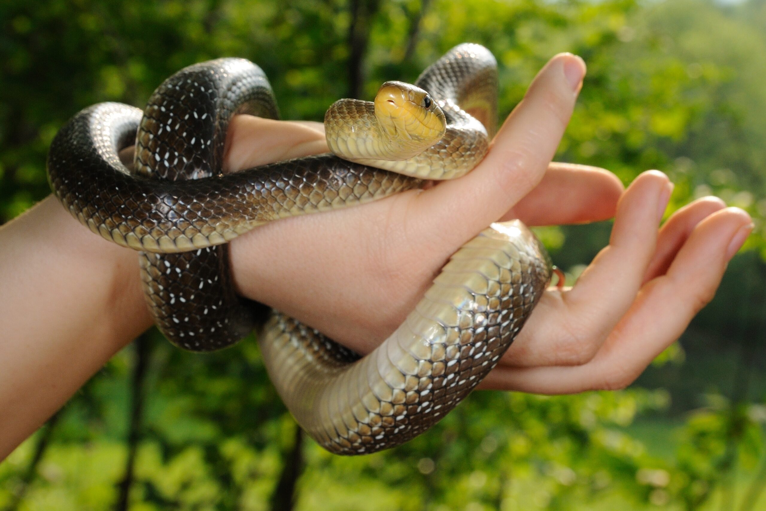 Sognare di essere morsi da un serpente su una mano