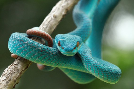 Sognare di essere morso da un serpente su una mano
