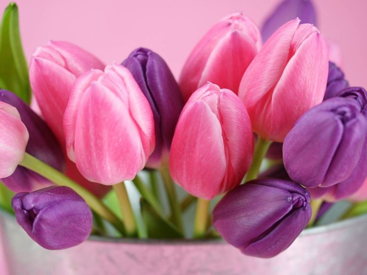 Sognare fiori rosa