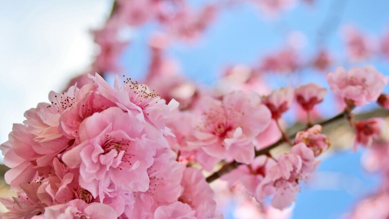 Sognare fiori rosa