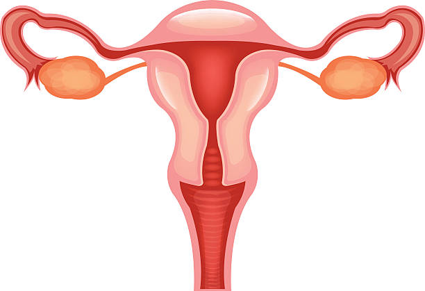 Utero piatto