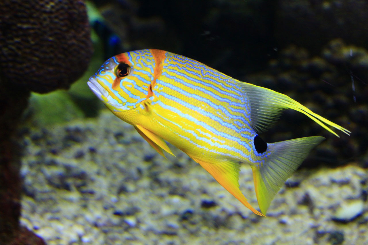 pesce giallo blu nel Mar Rosso