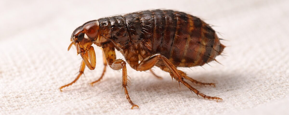 Sognare pulci significato simbolico piccoli fastidi